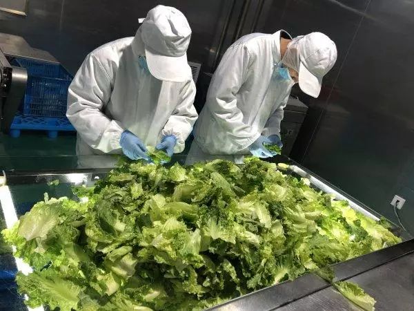 振興動態 | 新品種引領餐桌革命，萬科農業以即食蔬菜打開市場新藍海