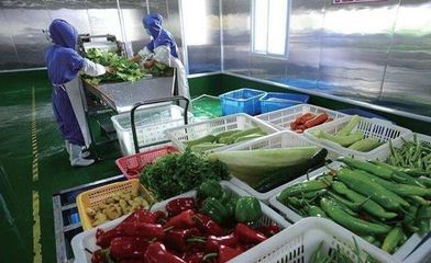 苗木之美 綠色生命的起點